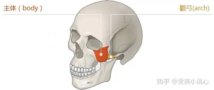 黄色的这块就是颧弓