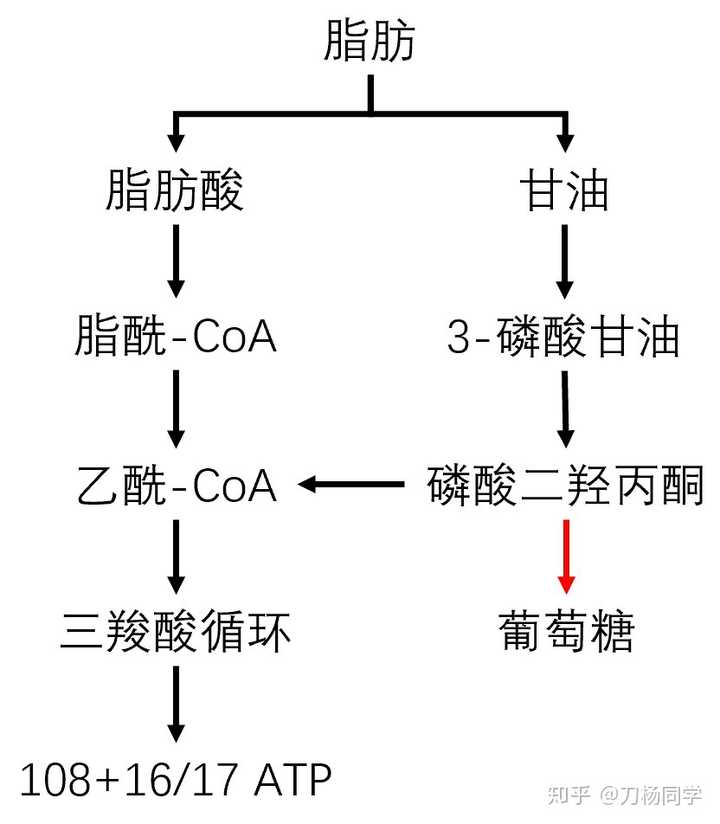 机体脂肪代谢过程图(精简版)