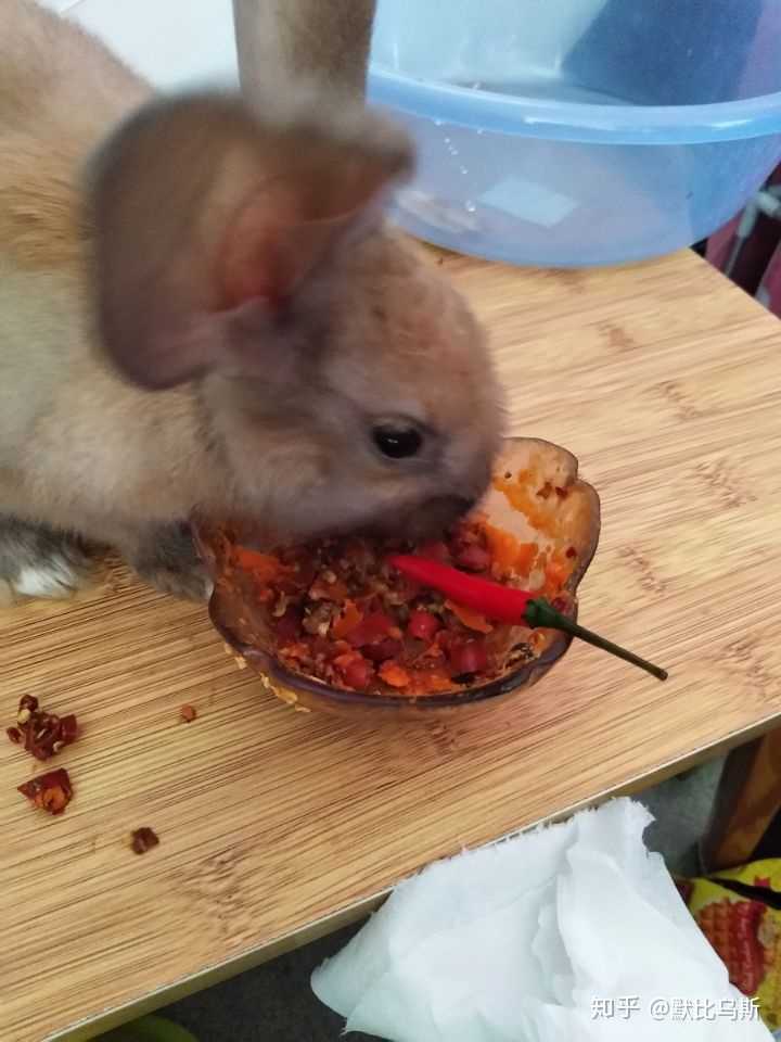 兔子可以吃什么?