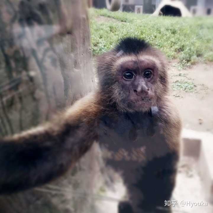 一只自拍小猴子