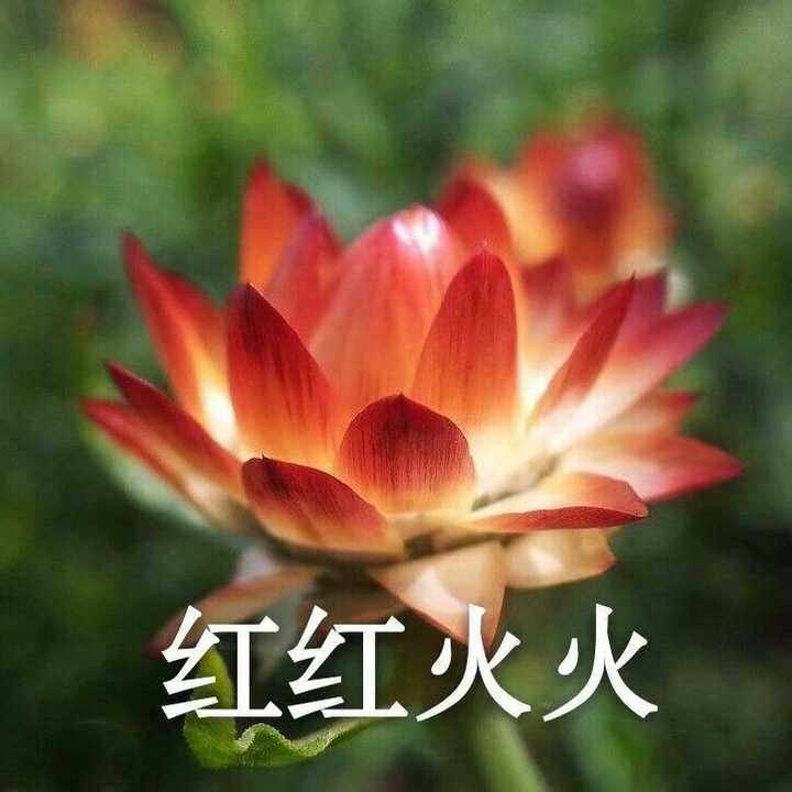 有哪些不用被爸妈diss的头像?