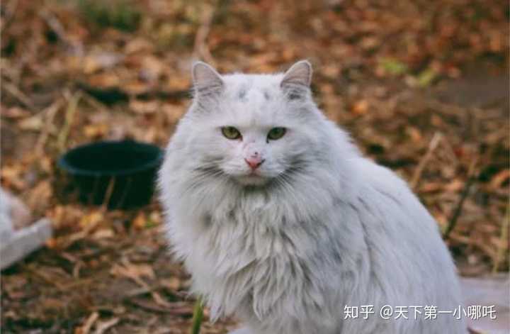 流浪猫眼里的人类是怎么样的?