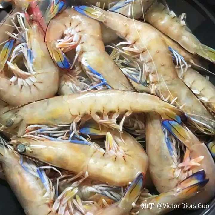 宽沟对虾