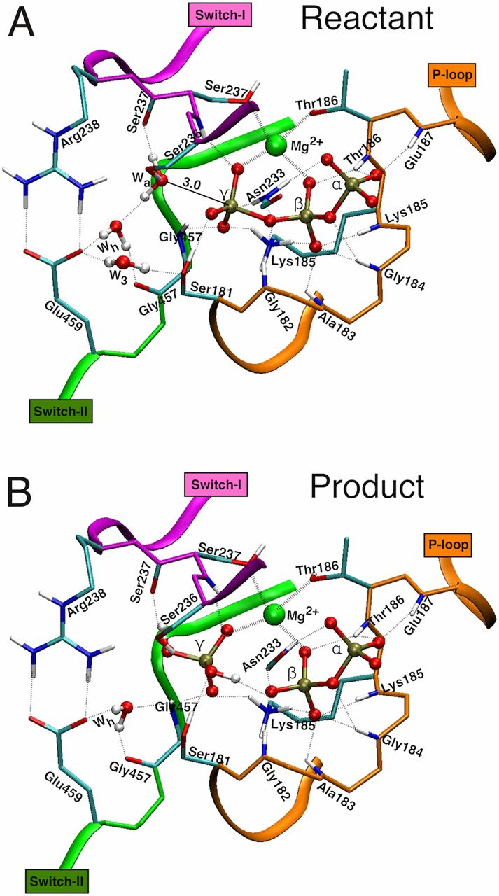 以肌凝蛋白(myosin)为例,最近有一篇pnas阐述了myosin参与atp水解的