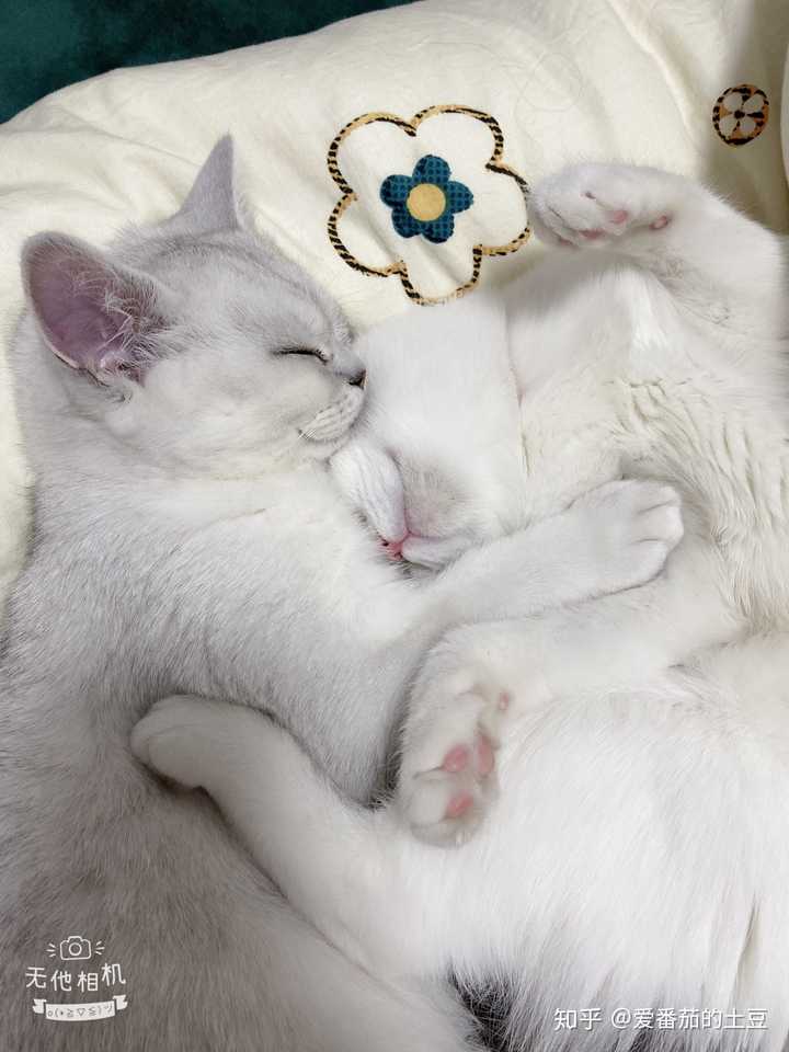 大家有可爱的猫猫抱在一起睡觉的视频或图片嘛?
