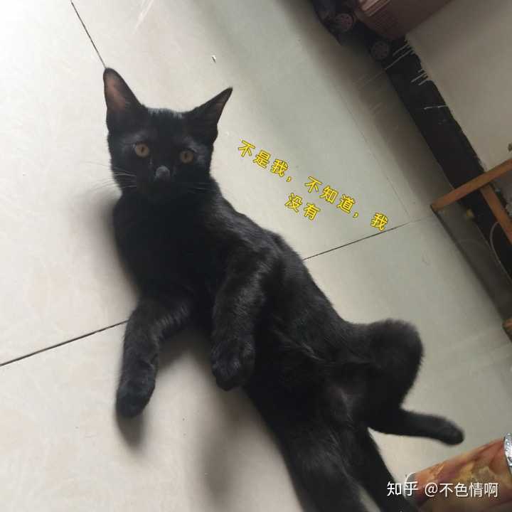 这只黑猫是什么品种?