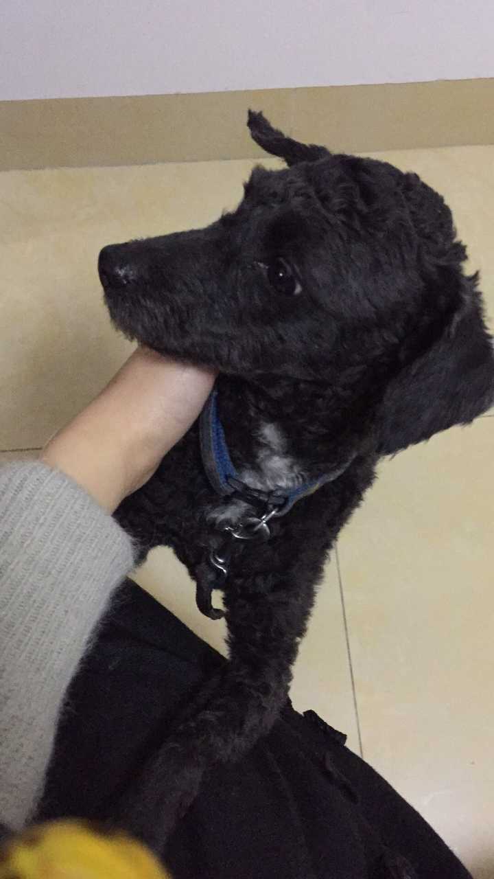 你收养的流浪动物与最初进门时相比有了哪些变化?