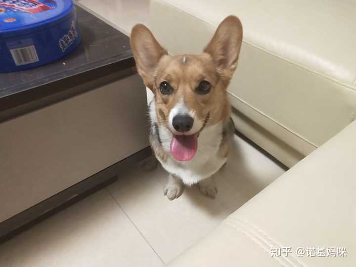 请问柯基尴尬期如何发育?