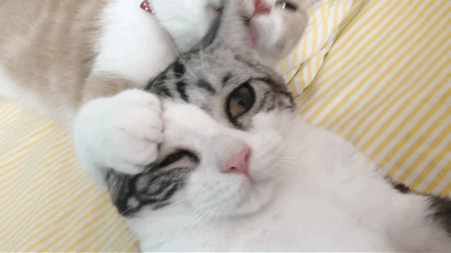 被熏懵了 更新! 哈哈哈哈哈哈哈哈哈哈哈吸鸭 emmmmmm prprpr