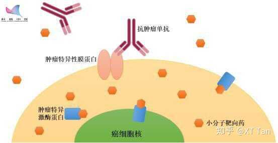 什么是小分子靶向药物?