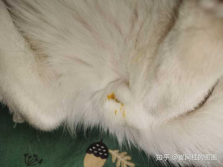 猫不爱动老是躺着拉尿是很黄(以前很爱动),是什么原因呢?