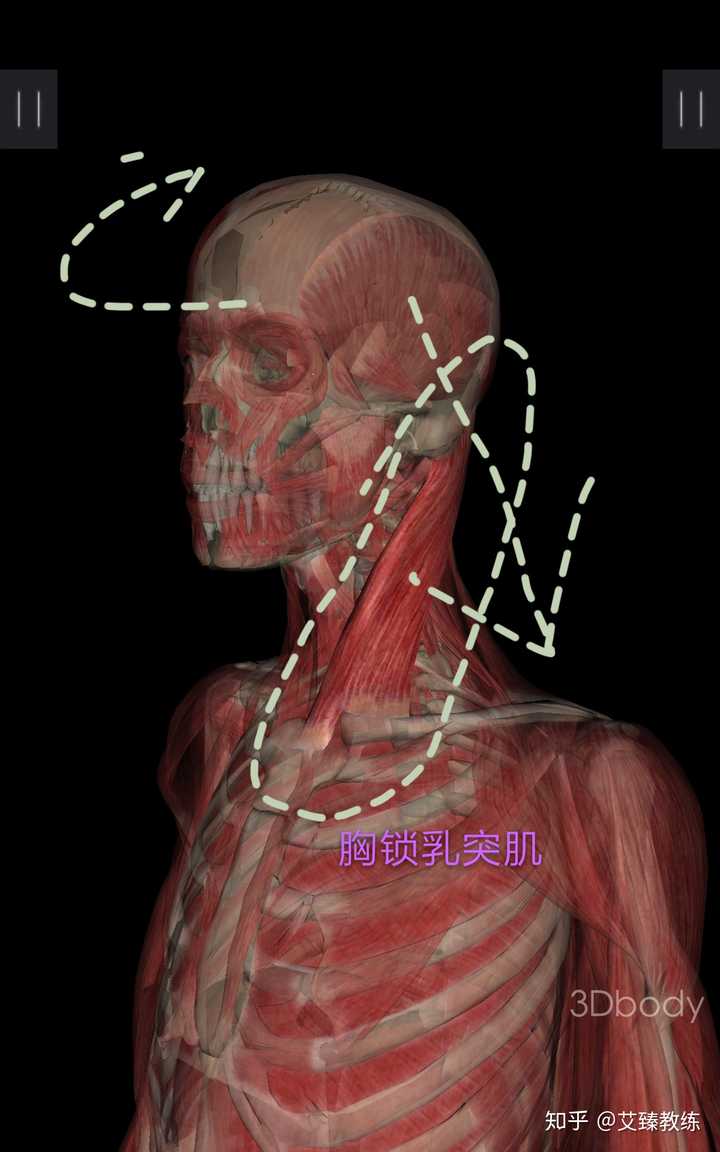 对于不懂医学的人来说,如何去放松筋及肌肉比如那些不容易放松的地方