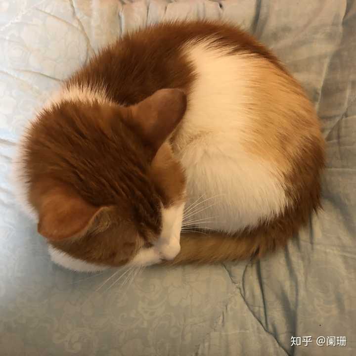 中国的猫和美国的猫可以交流吗?