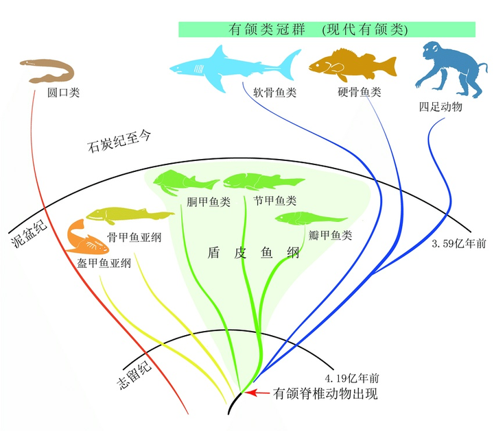 鱼类进化图 来源:附注2