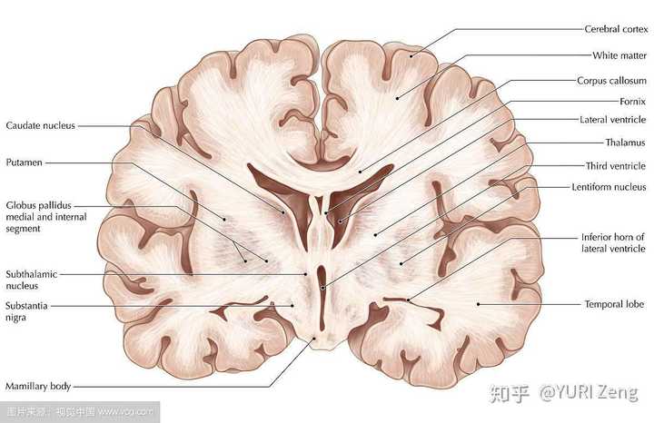 大脑冠状切面标本(可观察到左右对称的侧脑室和位于下方的第三