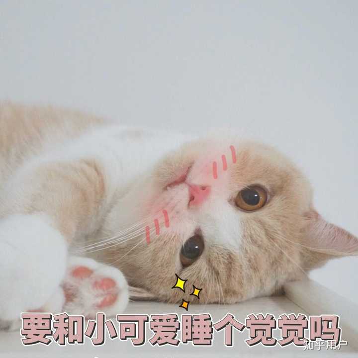 有哪些好看的[猫咪动图]表情包?