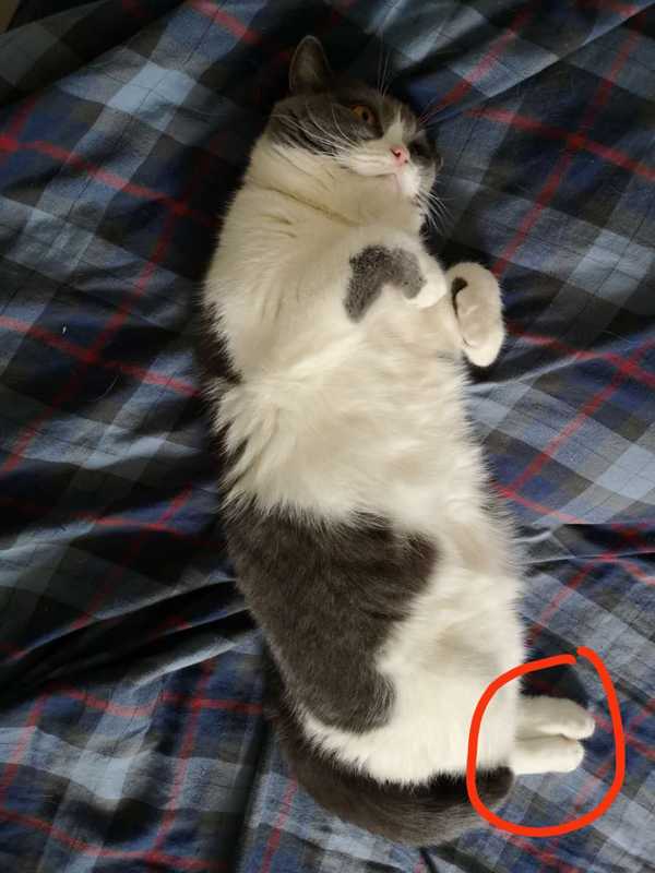 猫真的存在尴尬期一说吗?