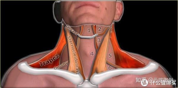 (一)乌龟脖改善:增加深层颈屈肌(deep neck flexor)的力量 这不是单