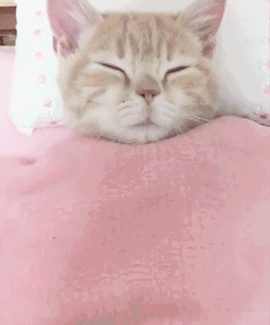 壁纸 动物 猫 猫咪 小猫 桌面 270_325 gif 动态图 动图
