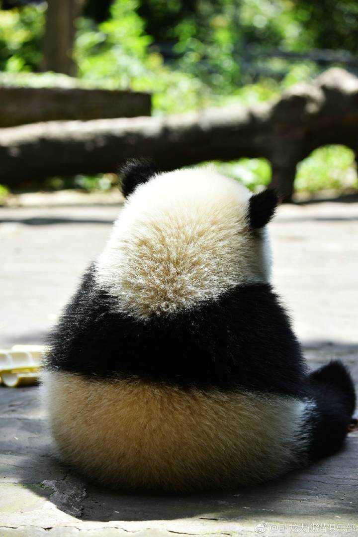 看到熊猫就联想到小婴儿 他们的背影超级好看
