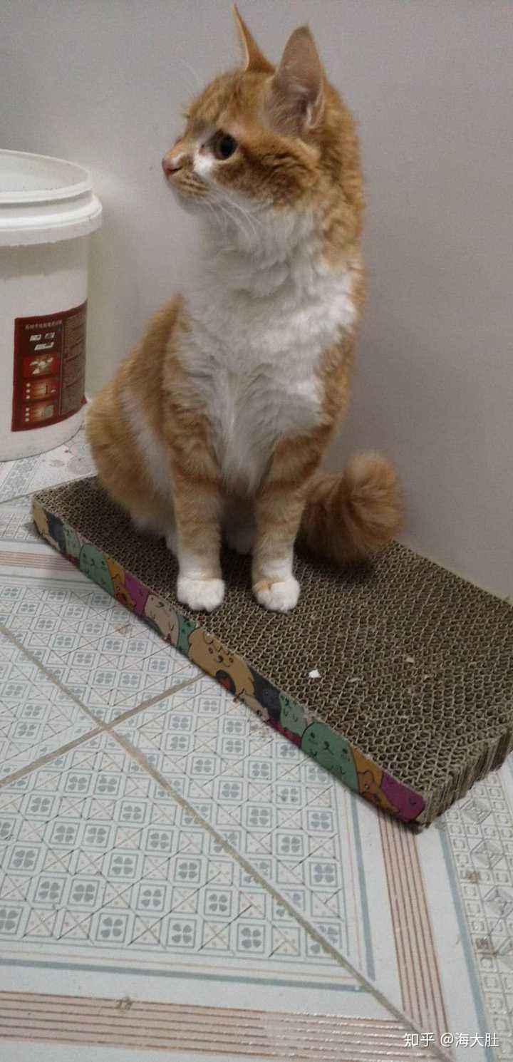 你见过最好看的橘猫长什么样?