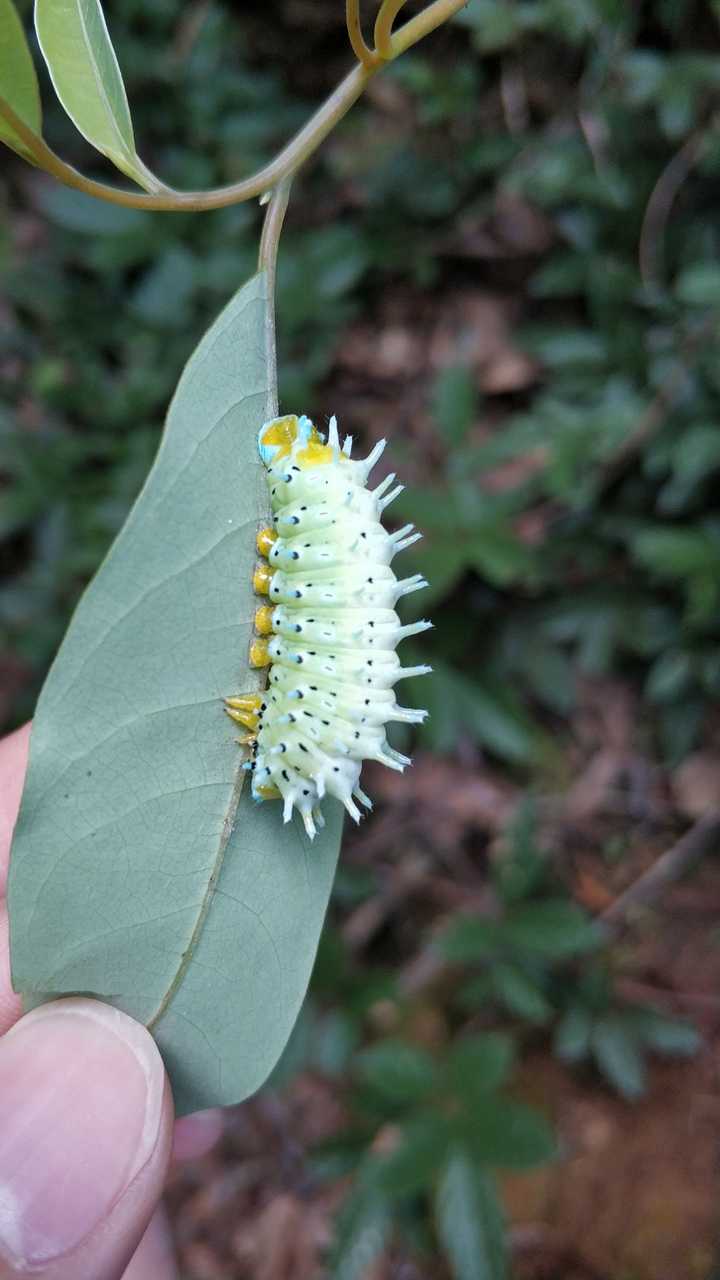 求问这种毛毛虫品种,以及成虫样子?