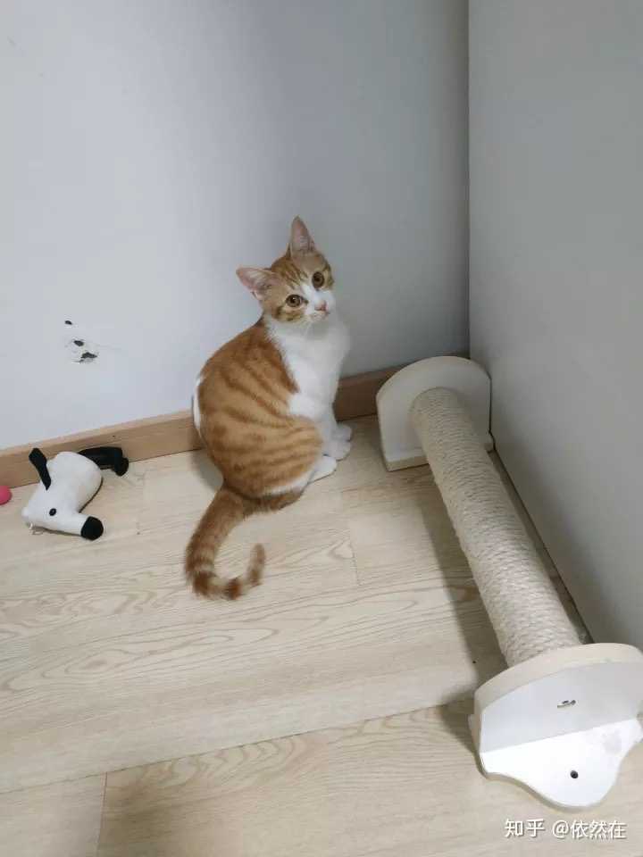 橘猫为什么那么可爱?