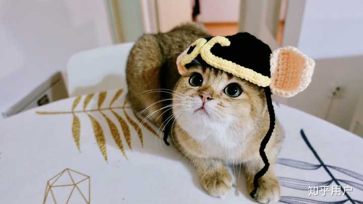 请问养一只金渐层猫是怎样的感觉?