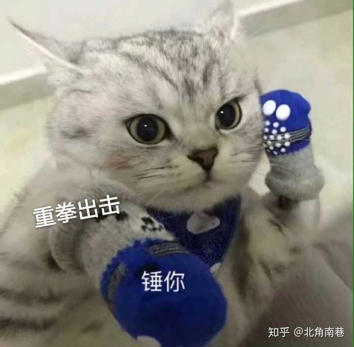 猫咪头全家桶哦 2020年2月19日更新 这张猫咪摸头的好可爱 "你看看你