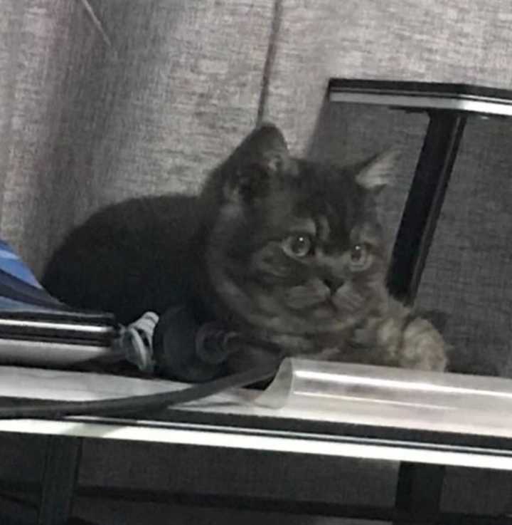 银渐层mm和英短蓝猫gg配的话,可行么?会出现什么可能花色的后代?