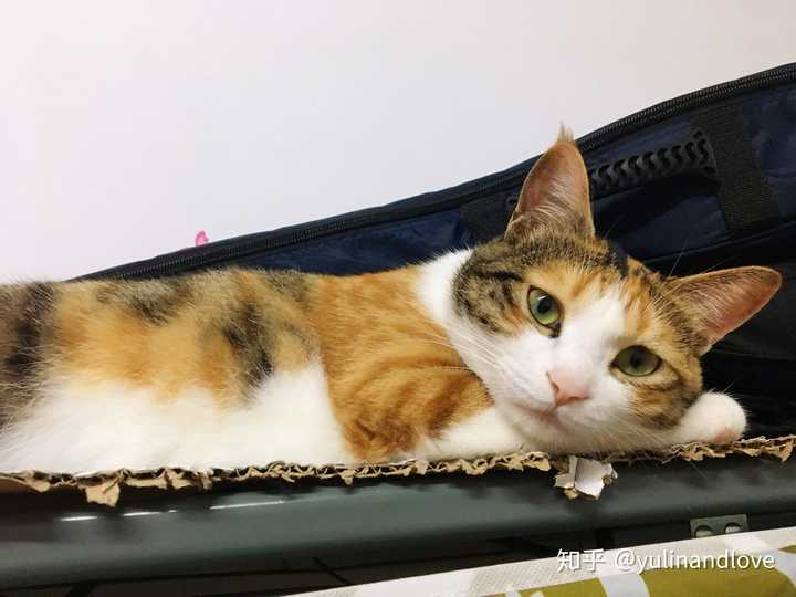 最好看的三花猫长什么样子?