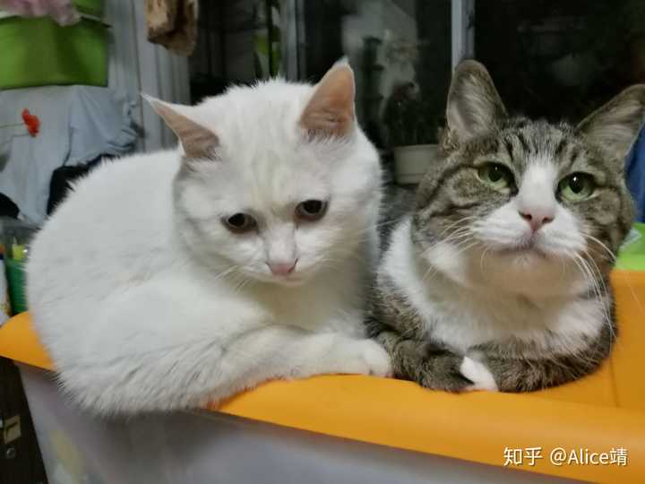 世界名猫辣么多,为什么你选择了狸花猫?