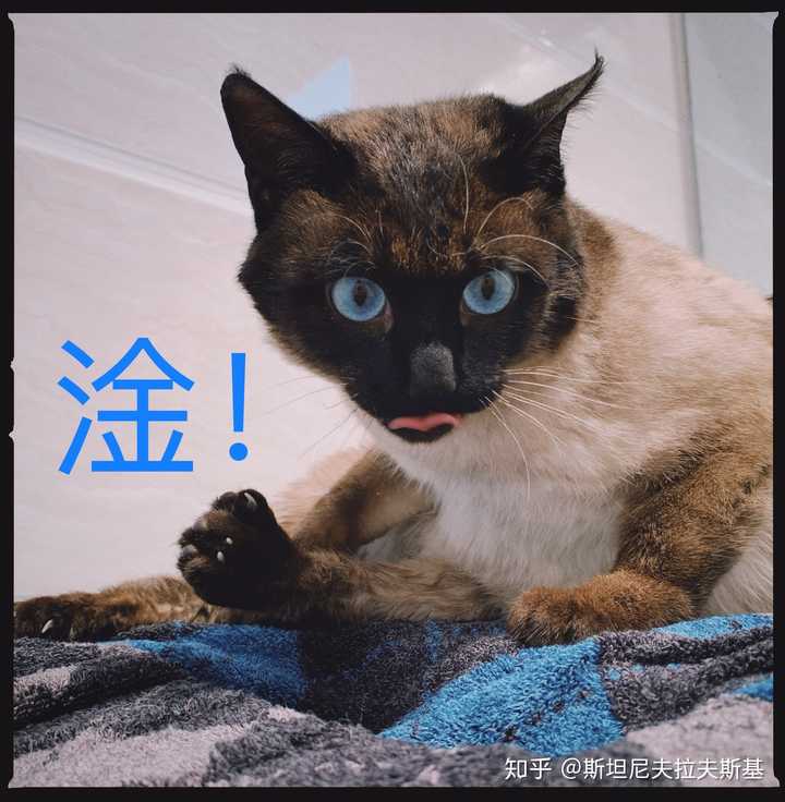 你们有这个暹罗猫的表情包么?