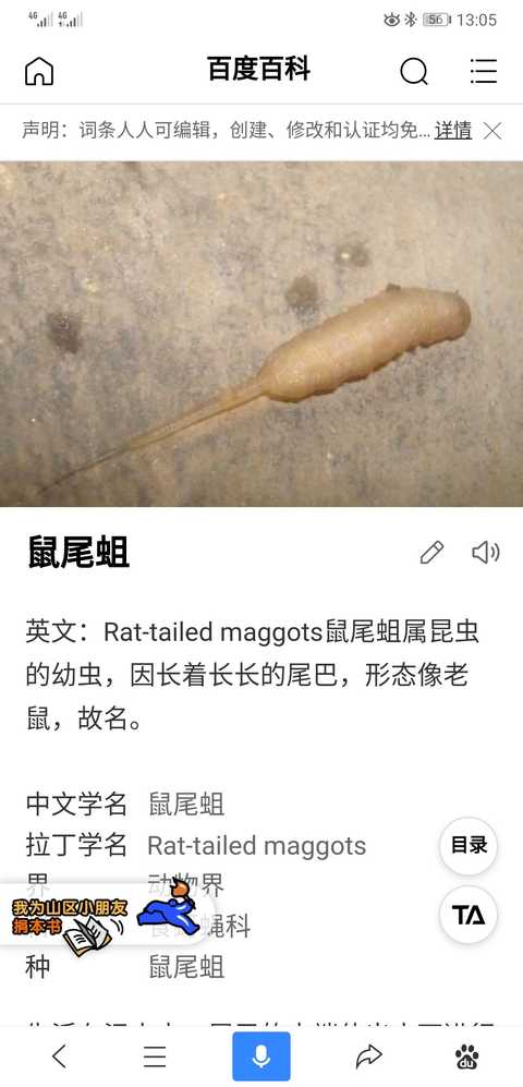 鼠尾蛆,跟上面的答主一样,至今不敢在夏天去旱厕 小学二年级的那个