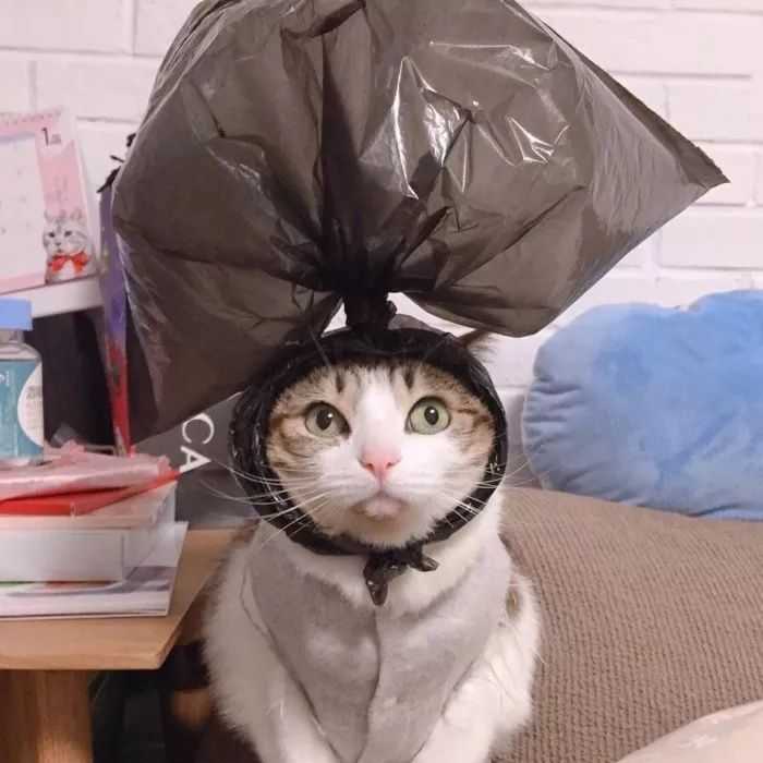 有什么猫狗的情侣头像?