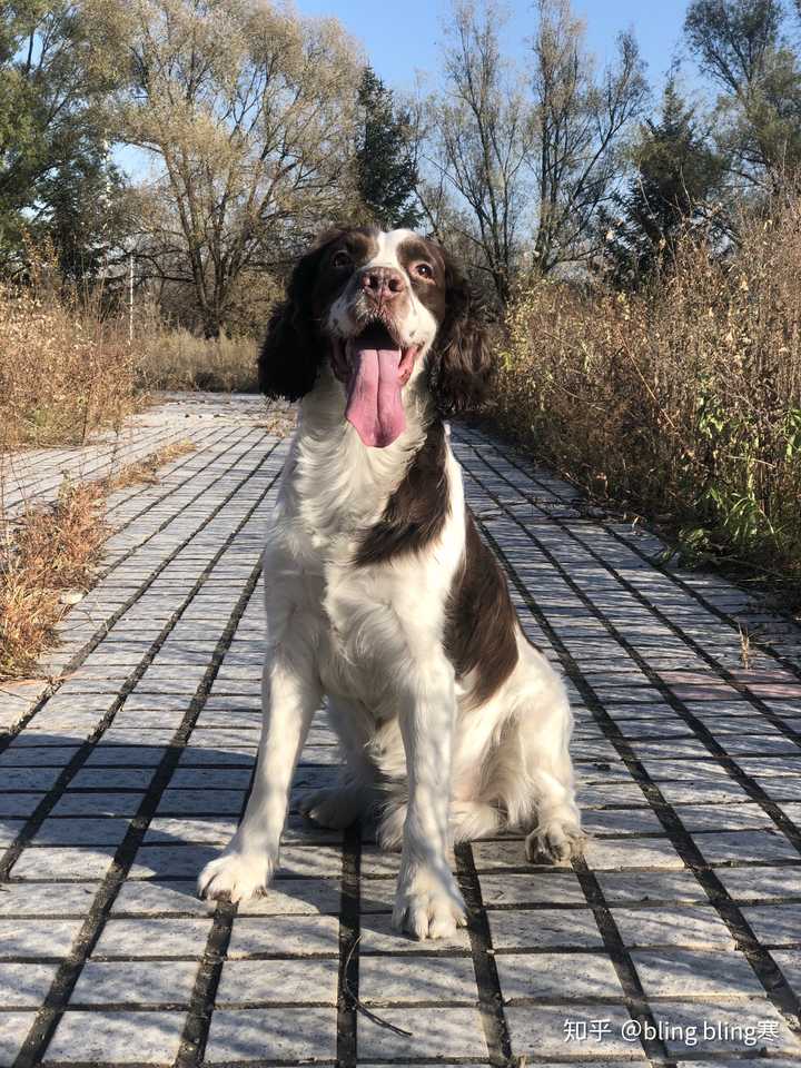 史宾格犬的性格好吗 智商高吗?