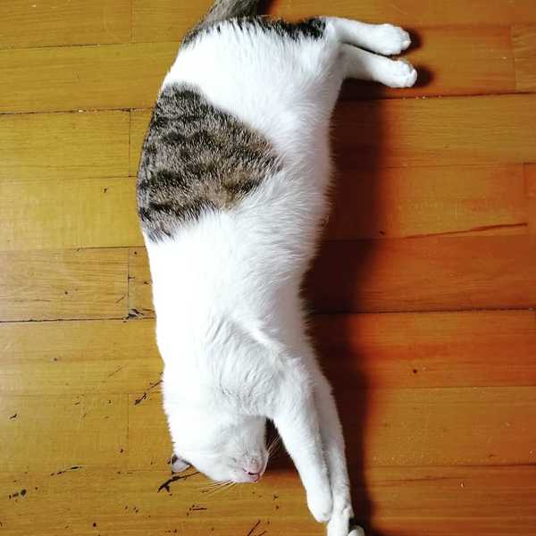 壁纸 动物 猫 猫咪 小猫 桌面 600_600