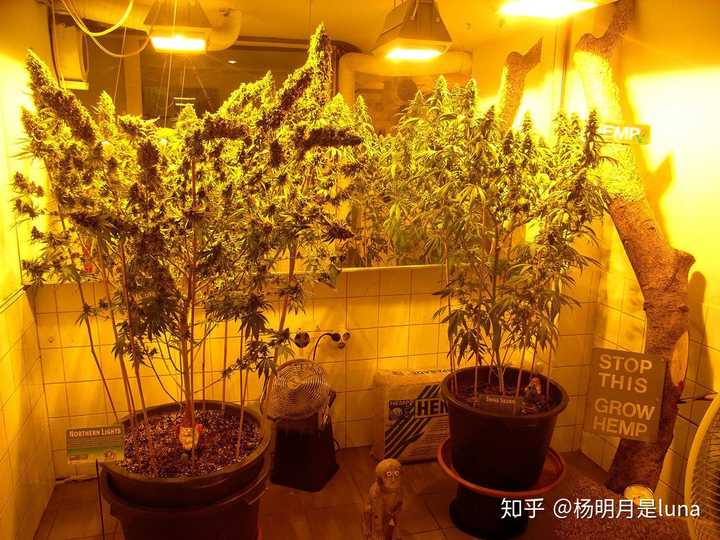 展示在温室内的大麻