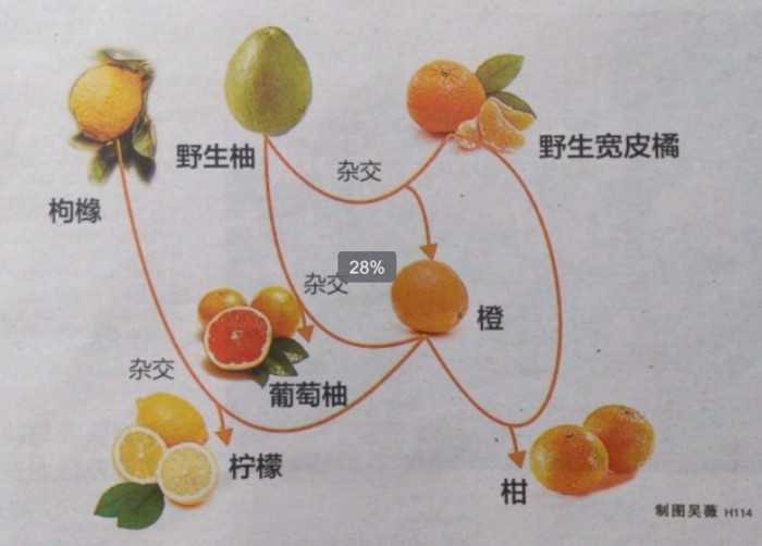 为何吃橙子和柑不会上火而吃橘子会上火
