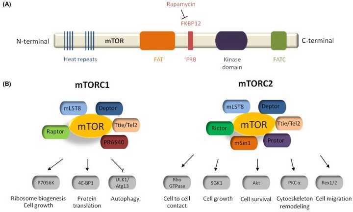 图-mtorc1活化后:细胞长大,大量合成功能蛋白,抑制自噬