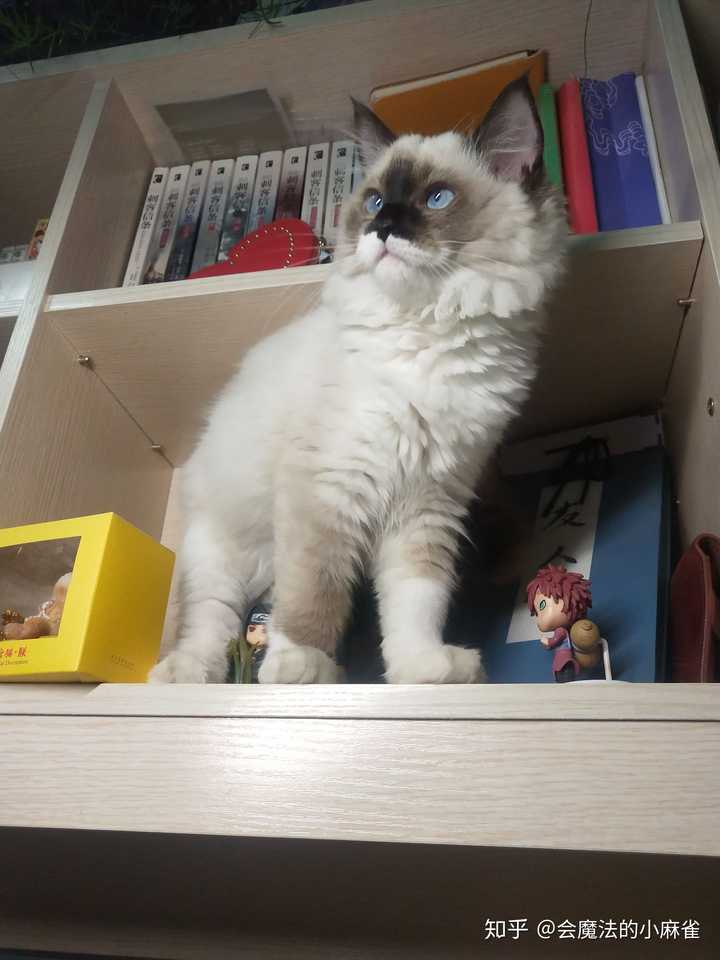 男生为什么喜欢布偶猫?