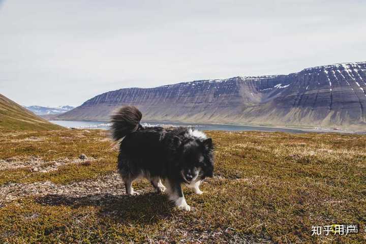 冰岛牧羊犬的喂食要点有哪些?