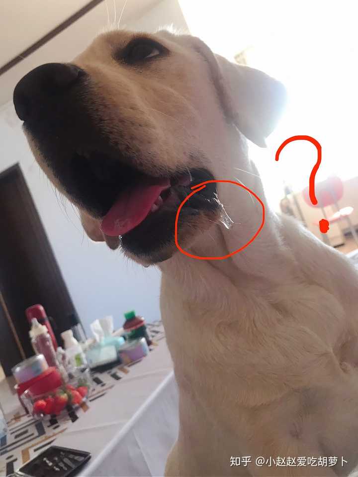 狗子都会馋嘴流口水吗?