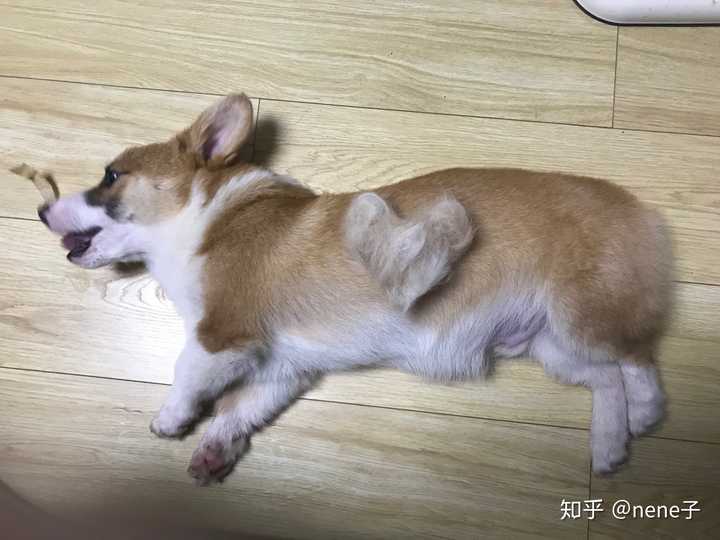 柴犬和柯基哪个好?