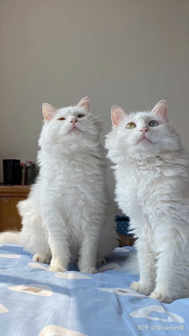狮子猫为什么被炒到了几千块?