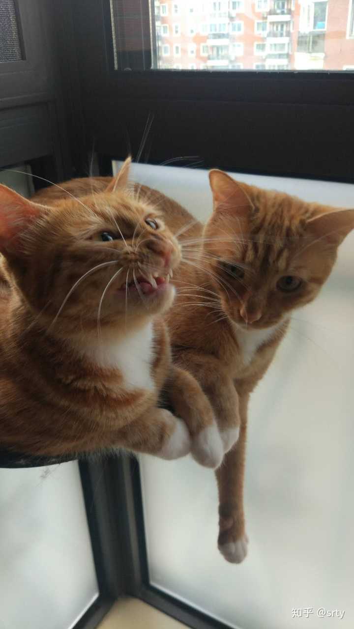 我想看看你们的猫和狗最沙雕的图片,可以吗?