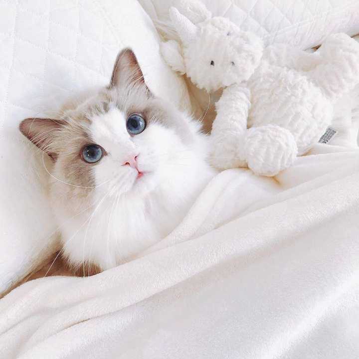 布偶猫的颜值有多高?