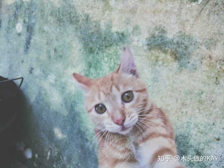 你见过最好看的橘猫长什么样?