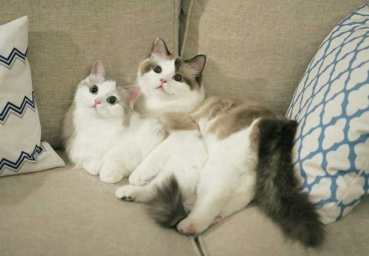 突然发现鞠婧祎的宠物猫好可爱,是什么品种?多少价格可以领养?