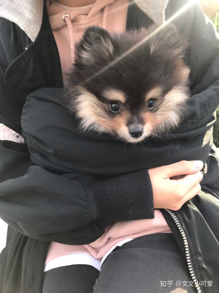 拥有一只不常见犬种的狗是一种什么样的体验?